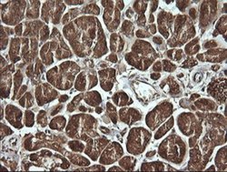 MSI2 Monoclonal Antibody (OTI2F10), TrueMAB , OriGene 100 &mu;L | Buy Online | Origene Technologies | Fisher Scientific