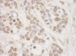 MSK2 Rabbit anti-Human, Mouse, Polyclonal, Bethyl Laboratories 100 &mu;L;