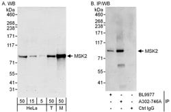 MSK2 Rabbit anti-Human, Mouse, Polyclonal, Bethyl Laboratories 100 &mu;L;