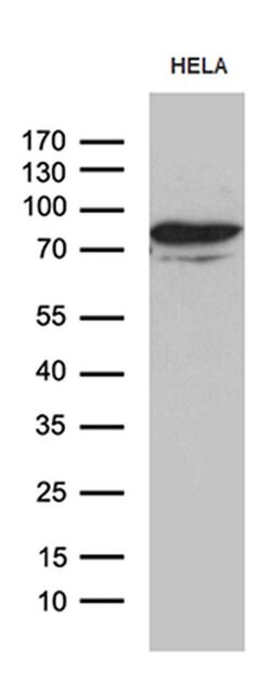MSL2 Mouse anti-Human, Clone: OTI4G7, liquid, TrueMAB 100 &mu;L; Unconjugated:Antibodies,