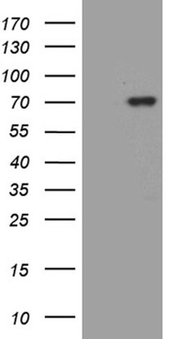 MSL2 Mouse anti-Human, Clone: OTI6C10, lyophilized, TrueMAB 100 &mu;g | Buy Online | Origene Technologies | Fisher Scientific