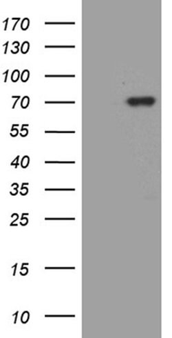 MSL2 Monoclonal Antibody (OTI6C10), TrueMAB , OriGene:Antibodies:Primary