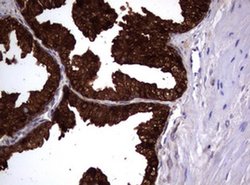 MSMB Monoclonal Antibody (OTI2C3), TrueMAB , OriGene 30 &mu;L | Buy Online | Origene Technologies | Fisher Scientific