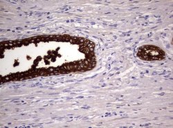 MSMB Monoclonal Antibody (OTI2C3), TrueMAB , OriGene 30 &mu;L | Buy Online | Origene Technologies | Fisher Scientific