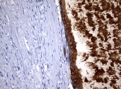 MSMB Mouse anti-Human, Clone: OTI2A3, lyophilized, TrueMAB 100 &mu;g; Unconjugated:Antibodies,