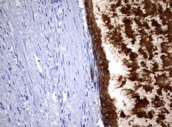 MSMB Monoclonal Antibody (OTI2A3), TrueMAB , OriGene:Antibodies:Primary