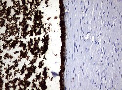 MSMB Mouse anti-Human, Clone: OTI2H1, lyophilized, TrueMAB 100 &mu;g; Unconjugated:Antibodies,