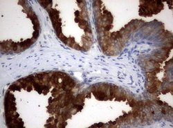 MSMB Monoclonal Antibody (OTI20F2), TrueMAB , OriGene 100 &mu;L | Buy Online | Origene Technologies | Fisher Scientific