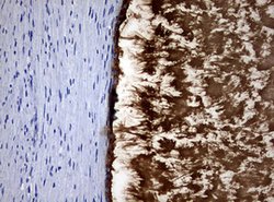 MSMB Mouse anti-Human, Clone: OTI3A3, lyophilized, TrueMAB 100 &mu;g; Unconjugated:Antibodies,
