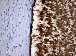 MSMB Monoclonal Antibody (OTI3A3), TrueMAB , OriGene 100 &mu;L; Unconjugated:Antibodies,