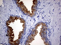MSMB Monoclonal Antibody (OTI2H8), TrueMAB , OriGene 100 &mu;L; Unconjugated:Antibodies,