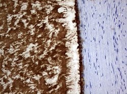 MSMB Monoclonal Antibody (OTI8G8), TrueMAB , OriGene 30 &mu;L; Unconjugated:Antibodies,