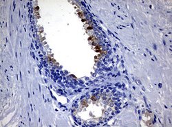 MSMB Mouse anti-Human, Clone: OTI5G4, lyophilized, TrueMAB 100 &mu;g; Unconjugated:Antibodies,
