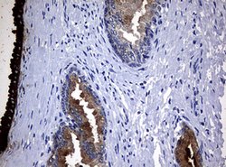 MSMB Mouse anti-Human, Clone: OTI5G4, lyophilized, TrueMAB 100 &mu;g; Unconjugated:Antibodies,
