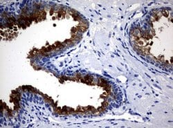 MSMB Monoclonal Antibody (OTI2C11), TrueMAB , OriGene 30 &mu;L; Unconjugated:Antibodies,