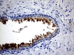 MSMB Mouse anti-Human, Clone: OTI10F4, lyophilized, TrueMAB 100 &mu;g;
