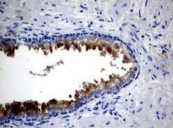MSMB Monoclonal Antibody (OTI10F4), TrueMAB , OriGene 100 &mu;L; Unconjugated:Antibodies,