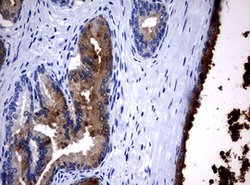 MSMB Mouse anti-Human, Clone: OTI10F4, lyophilized, TrueMAB 100 &mu;g;