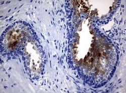 MSMB Monoclonal Antibody (OTI9B2), TrueMAB , OriGene 30 &mu;L; Unconjugated:Antibodies,