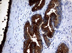MSMB Monoclonal Antibody (OTI9B2), TrueMAB , OriGene 30 &mu;L; Unconjugated:Antibodies,