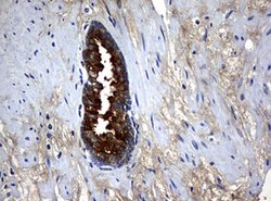 MSMB Mouse anti-Human, Clone: OTI4C1, lyophilized, TrueMAB 100 &mu;g; Unconjugated:Antibodies,