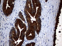 MSMB Mouse anti-Human, Clone: OTI4C1, lyophilized, TrueMAB 100 &mu;g; Unconjugated:Antibodies,