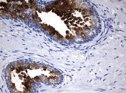 MSMB Monoclonal Antibody (OTI8F11), TrueMAB , OriGene 100 &mu;L; Unconjugated:Antibodies,