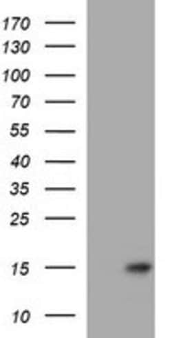 MSMB Mouse anti-Human, Clone: OTI2A3, lyophilized, TrueMAB 100 &mu;g; Unconjugated:Antibodies,