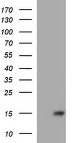 MSMB Monoclonal Antibody (OTI2A3), TrueMAB , OriGene:Antibodies:Primary