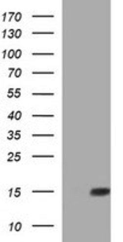 MSMB Mouse anti-Human, Clone: OTI2H1, lyophilized, TrueMAB 100 &mu;g; Unconjugated:Antibodies,