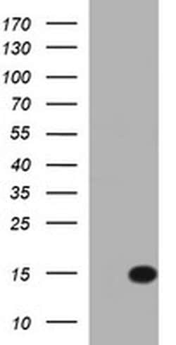 MSMB Monoclonal Antibody (OTI8G8), TrueMAB , OriGene 30 &mu;L; Unconjugated:Antibodies,