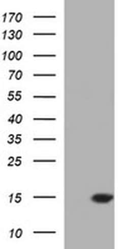MSMB Monoclonal Antibody (OTI2C11), TrueMAB , OriGene 30 &mu;L; Unconjugated:Antibodies,