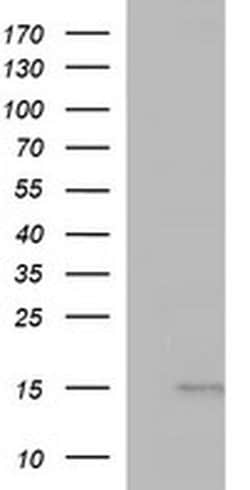 MSMB Monoclonal Antibody (OTI9B2), TrueMAB , OriGene 30 &mu;L; Unconjugated:Antibodies,