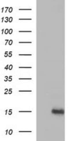 MSMB Mouse anti-Human, Clone: OTI4C1, lyophilized, TrueMAB 100 &mu;g; Unconjugated:Antibodies,