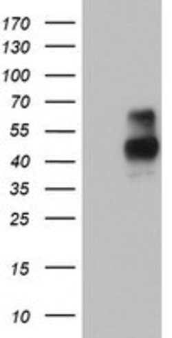 MSR1 Mouse anti-Human, Clone: OTI8B11, lyophilized, TrueMAB 100 &mu;g | Buy Online | OriGene | Fisher Scientific