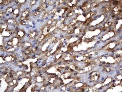 MSRB3 Monoclonal Antibody (OTI2A2), TrueMAB , OriGene 100 &mu;L; Unconjugated:Antibodies,