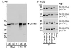 MST1-2/STK3-4 Rabbit anti-Human, Mouse, Polyclonal, Bethyl Laboratories