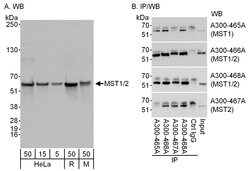 MST1-2/STK3-4 Rabbit anti-Human, Mouse, Polyclonal, Bethyl Laboratories