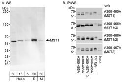 MST1/STK4 Rabbit anti-Human, Mouse, Polyclonal, Bethyl Laboratories 100
