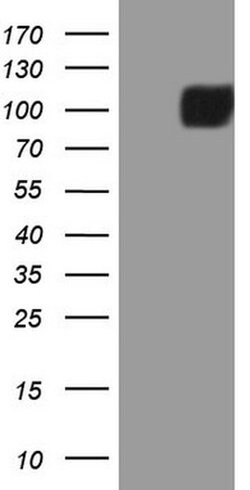 MST1 Monoclonal Antibody (OTI4B12), TrueMAB , OriGene 100 &mu;L; Unconjugated:Antibodies,
