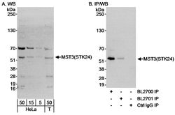 MST3/STK24 Rabbit anti-Human, Polyclonal, Bethyl Laboratories 100 &mu;L;