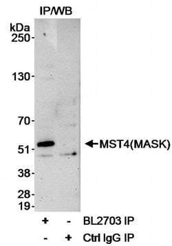 MST4/MASK Rabbit anti-Human, Polyclonal, Bethyl Laboratories 100 &mu;L;