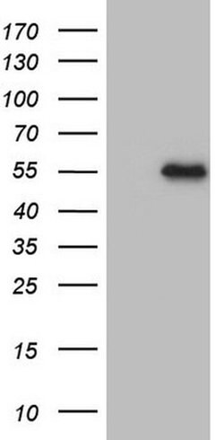MSTN Monoclonal Antibody (OTI4F9), TrueMAB , OriGene 100 &mu;L; Unconjugated:Antibodies,