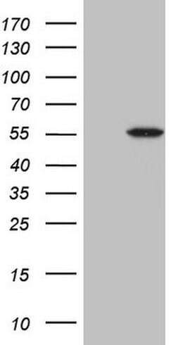 MSTN Mouse anti-Human, Clone: OTI3A7, lyophilized, TrueMAB 100 &mu;g; Unconjugated:Antibodies,