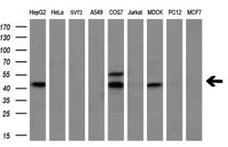 MSTN Mouse anti-Human, Clone: OTI3A7, lyophilized, TrueMAB 100 &mu;g; Unconjugated:Antibodies,