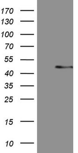 MSTN Monoclonal Antibody (OTI2D10), TrueMAB , OriGene 100 &mu;L; Unconjugated:Antibodies,