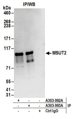 MSUT2 Rabbit anti-Human, Polyclonal, Bethyl Laboratories 100 &mu;L; Unconjugated:Antibodies,