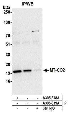 MT-CO2 Rabbit anti-Human, Polyclonal, Bethyl Laboratories 100 &mu;l; Unlabeled:Antibodies,