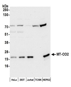 MT-CO2 Rabbit anti-Human, Polyclonal, Bethyl Laboratories 100 &mu;l; Unlabeled:Antibodies,