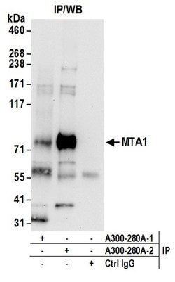 MTA1 Rabbit anti-Human, Mouse, Polyclonal, Bethyl Laboratories 100 &mu;l;